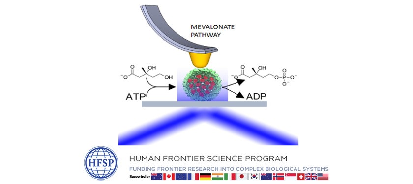 Human Frontier Science Program: Protein nanocages as single molecular reactors to understand biocatalysis in crowded environments