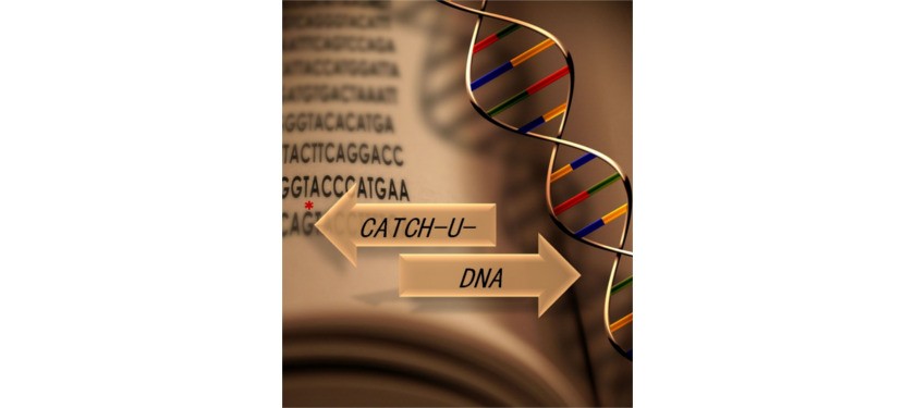 FET Open Project CATCH-U-DNA: Capturing non-Amplified Tumor Circulating DNA with Ultrasound Hydrodynamics